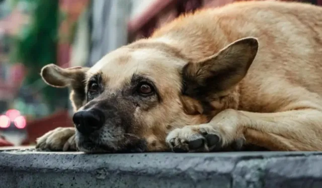 Sokak hayvanları için yargı “dur” dedi