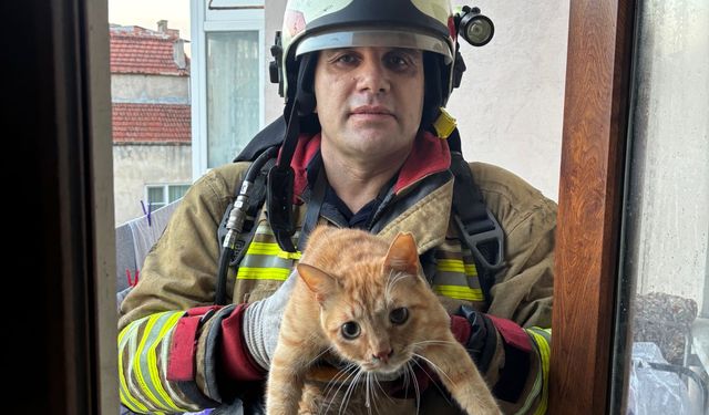 Manisa'da çıkan yangında 6 kedi can verdi