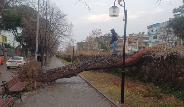 Manisa'yı fırtına vurdu, ağaçlar devrildi, çatılar uçtu