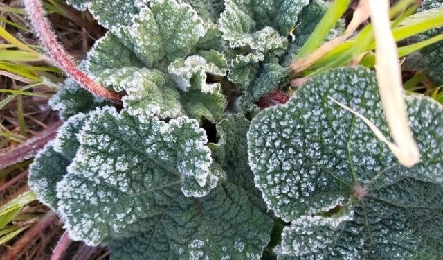 Manisa'ya zirai don uyarısı yapıldı