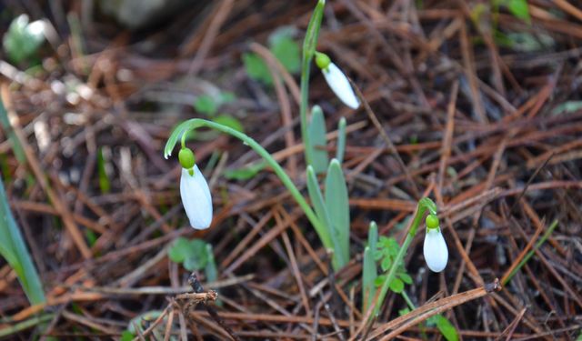 Bu çiçeği koparmanın cezası 699 bin TL!