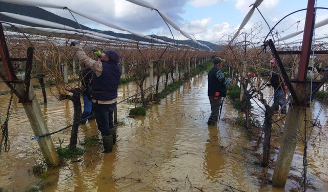 Manisa'da göle dönen bağlarda budama mücadelesi