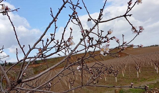 Manisa'da badem ağaçları çiçek açtı