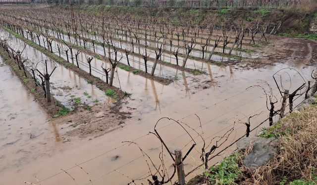 Sarıgöl'de bereketli yağmurlar yüzleri güldürdü