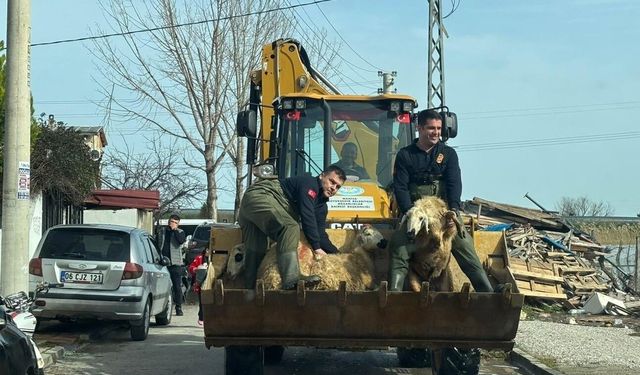 Gediz’in taşkınında 44 kişi ve 127 hayvan tahliye edildi