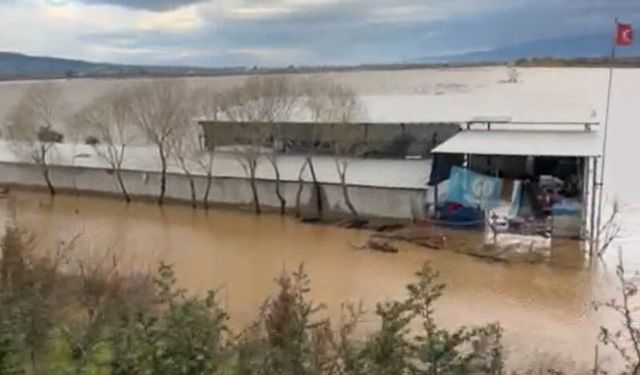 Manisa'da köpekler sel sularında mahsur kaldı