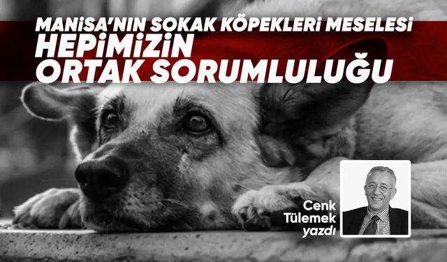 Manisa’nın Sokak Köpekleri Meselesi: Hepimizin Ortak Sorumluluğu
