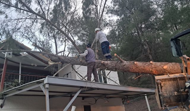 Fırtınada bir evin üzerine ağaç devrildi