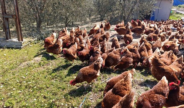 Manisa'daki şehir hayatından sıkılıp tavuk çiftliği kurdu