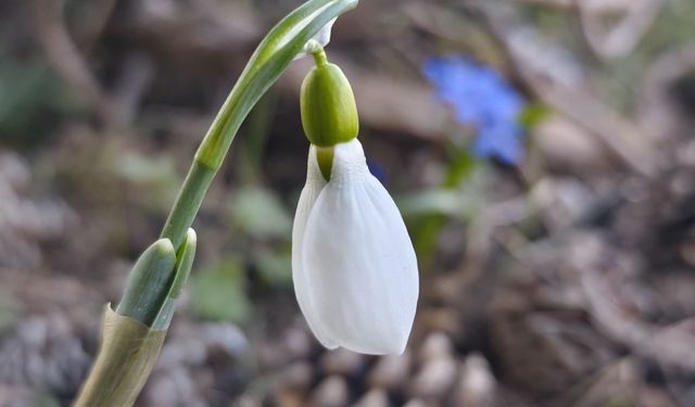 Spil Dağı'nda kardelenler ikinci kez açtı