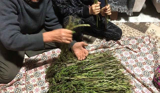 Sarmaşık otu pazarlarda yerini aldı