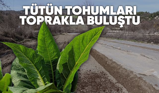 Manisa'da zorlu tütün mesaisi başladı