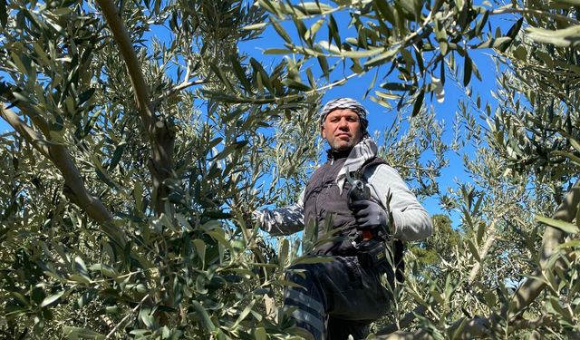 Manisalı çiftçiden zeytin üreticilerine budama tavsiyeleri