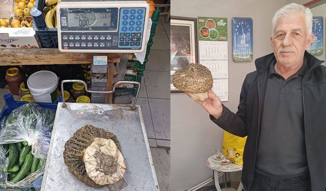 Manisa’da 540 gram dev kuzugöbeği bulundu