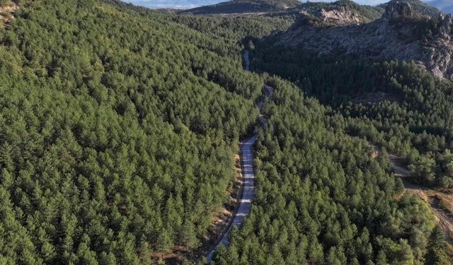 Manisa'da ormana giriş yasağı başlıyor: Hangi alanlara giriş yasaklandı?
