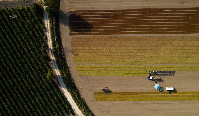 Manisa'dan 321 milyon dolarlık kuru üzüm ihracatı
