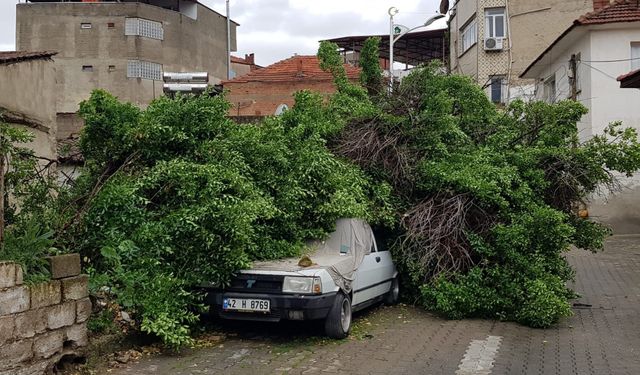 Manisa'da asırlık ağaç aracın üzerine devrildi