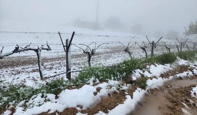 Manisa'da yağan kar bağlara zarar verdi