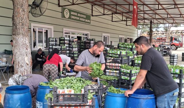 Manisa'da taze yapraklar kilosu 100 TL'den alıcısını bekliyor