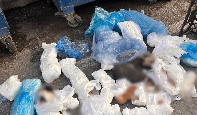 İzmir'de çöpte 33 kedi ölü bulundu