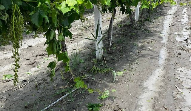Manisa'da üzüm bağlarını sel vurdu