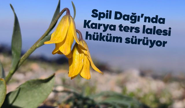 Spil Dağı'nda Karya ters lalesi açtı: Koparmanın cezası 699 bin TL