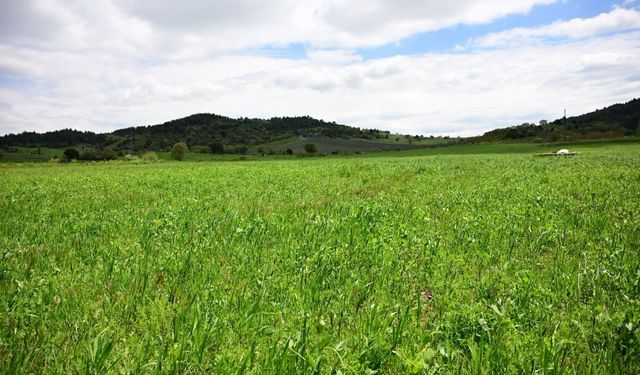 Manisa Büyükşehir’in toprakla buluşan tohumları yeşerdi