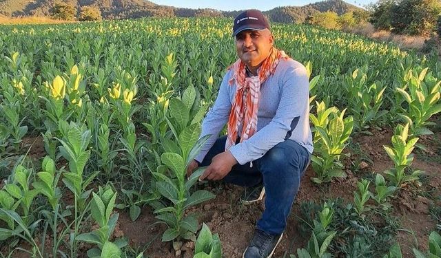 Sarıgöl'de tütün hasadı başladı