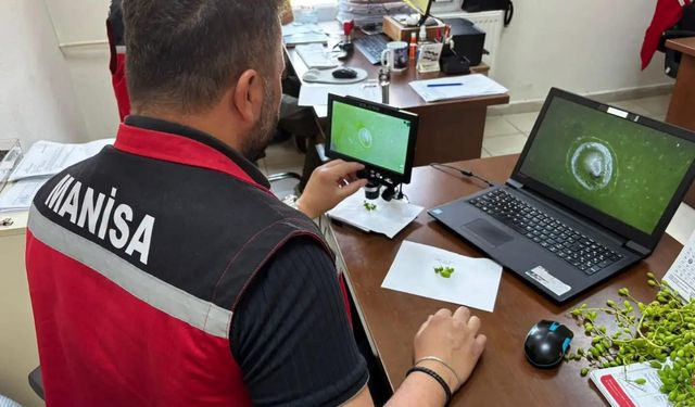 Manisa'da sahadan toplanan verilerle çiftçilere erken uyarı