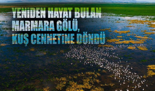 Kuruyan Marmara Gölü yeniden kuş cennetine dönüştü