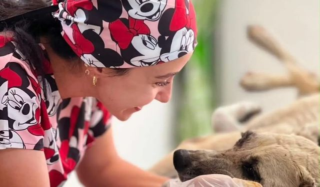 Manisa'da gözüne çubuk saplanan köpek yeniden hayata tutundu