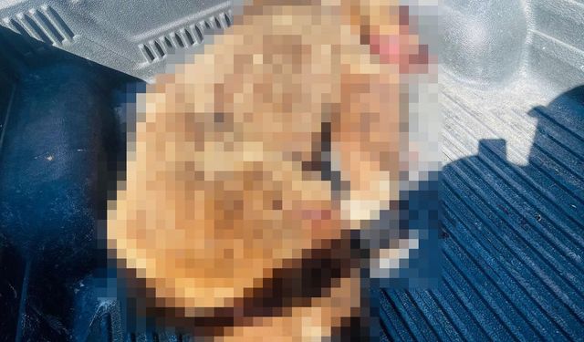 İzmir'de bir kişiyi öldüren ayı vuruldu