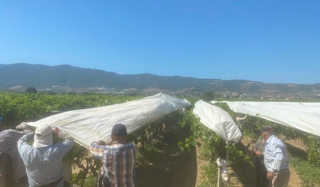 Sarıgöl Ovası yeniden beyaza bürünüyor