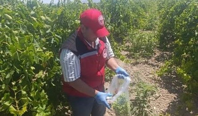 Manisa'da pestisit kalıntısına sıkı denetim