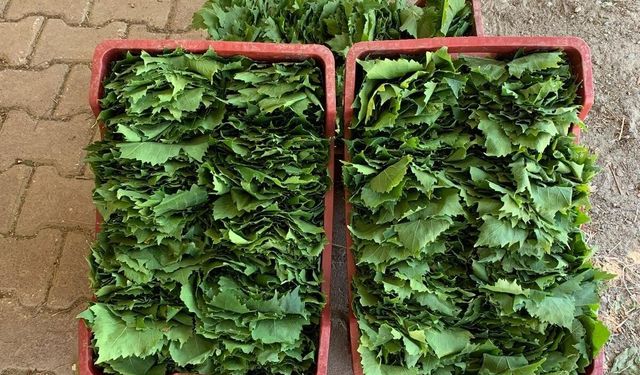 Taze yaprakların fiyatı 35-40 TL'ye geriledi
