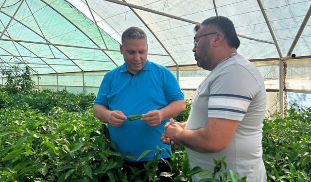 Coğrafi İşaretli Emcelli biberinde hasat zamanı