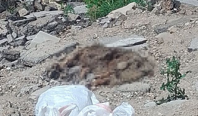 Alaşehir’de vahşet: Sokak hayvanları katlediliyor!
