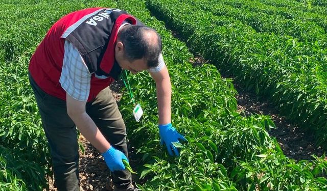 Manisa'daki tarlalarda pestisit analizi başladı
