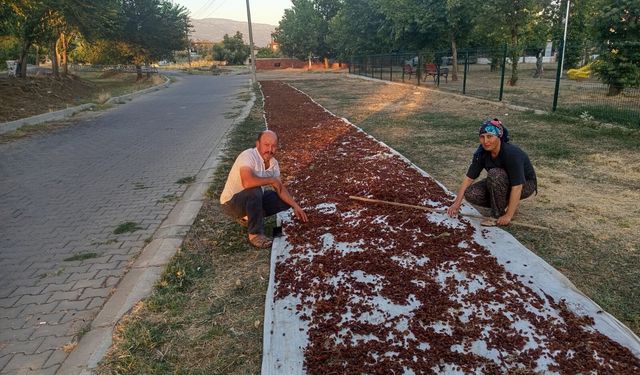 Manisa'da sezonun ilk kuru üzümü çuvala girdi