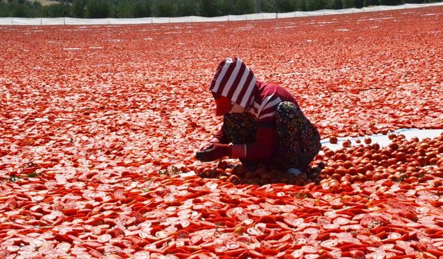 Gediz Ovası kırmızıya büründü