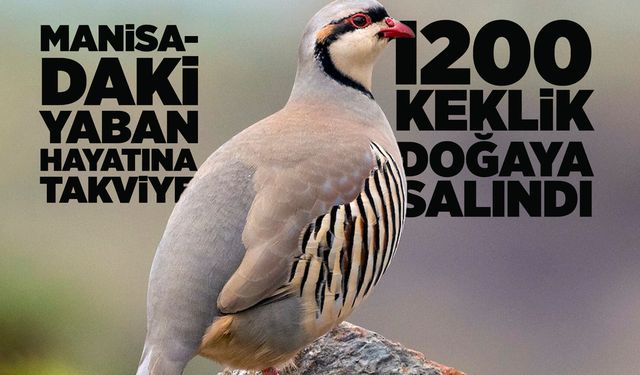 Manisa'da bin 200 kınalı keklik doğaya salındı