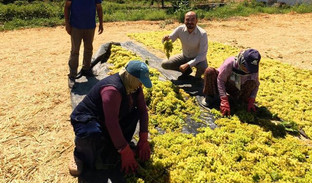 Manisa’da üzüm üreticisi fiyat bekliyor
