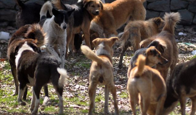 Manisa'da sokak hayvanlarının çoğu toplatıldı!