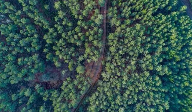 Manisa'da bir alan orman sınırları dışına çıkarıldı