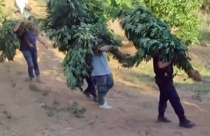 Alaşehir'de yasa dışı kenevir ekimine jandarma darbesi