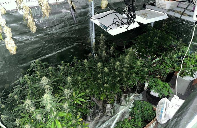 Manisa'da iklimlendirme sistemiyle üretime suçüstü!