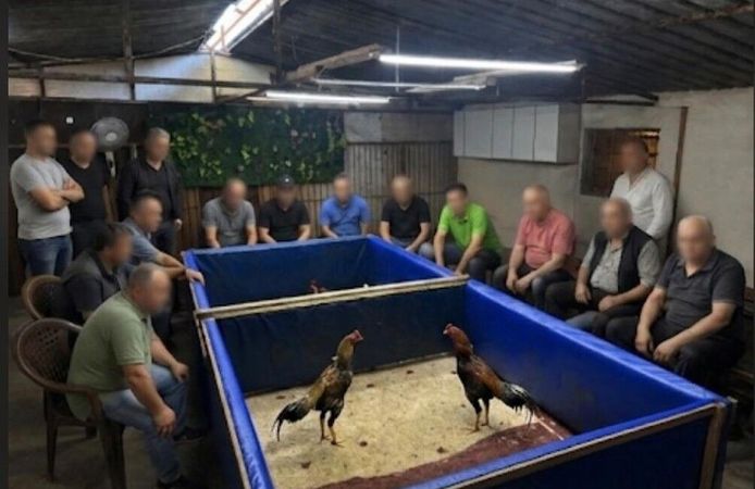 Horoz dövüşü yapılan çiftliğe operasyon