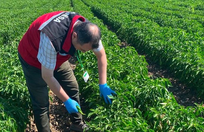Manisa'daki tarlalarda pestisit analizi başladı