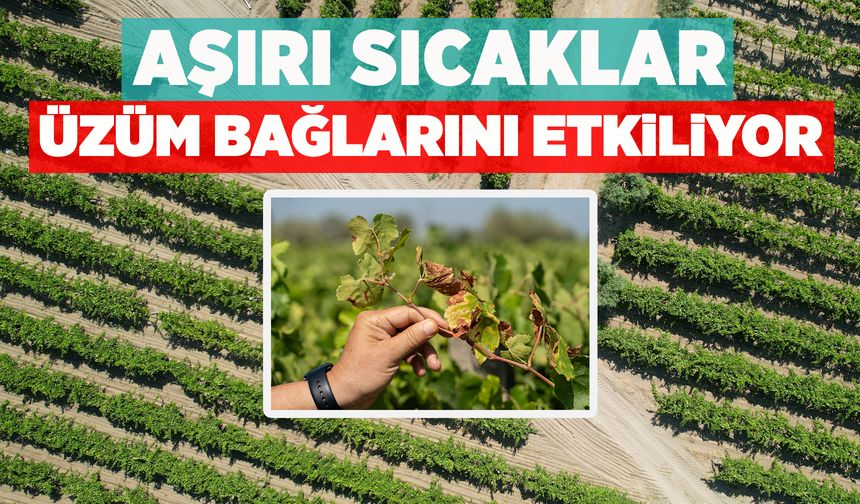 Manisa'da yaşanan aşırı sıcaklar üzüm bağlarını kavurdu