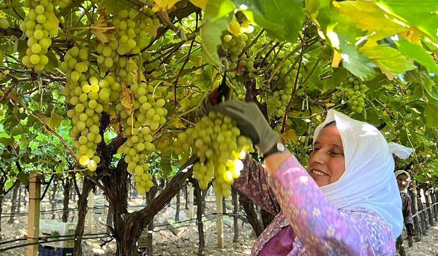 Manisa'da bağlarda hasat hareketliliği başladı